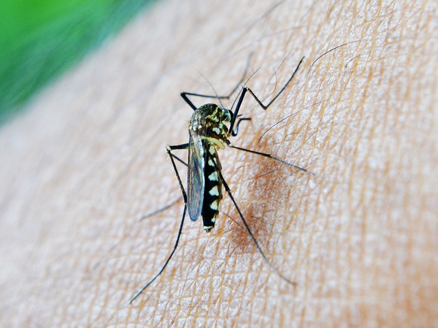 How to Keep Your Yard Free of Mosquitoes