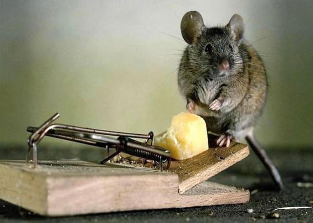 how-to-get-rid-of-mice