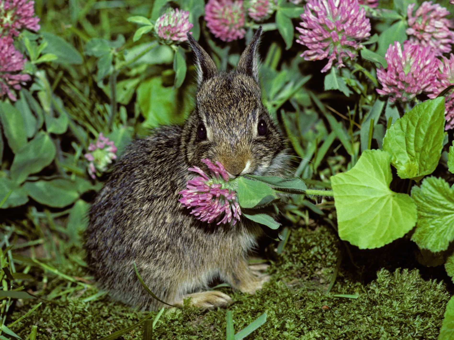 rabbit pest control